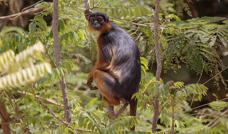 Red Colubus Monkey. - The Gambia 2018
