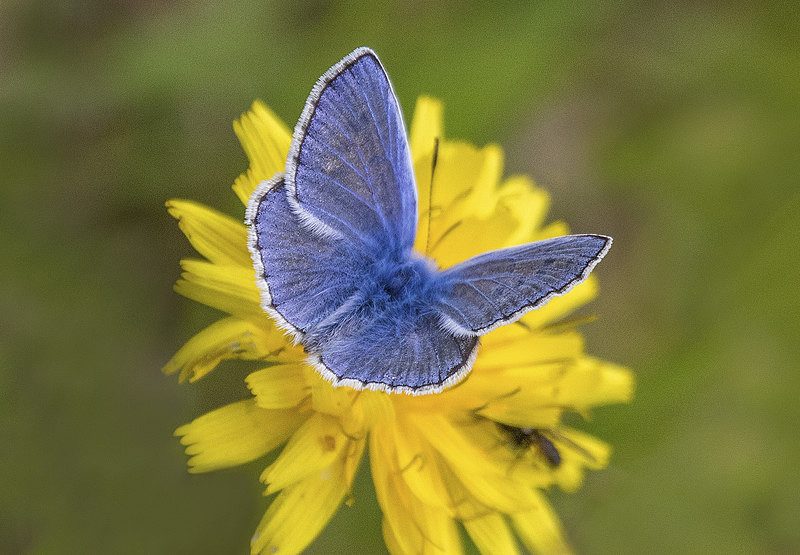 Common Blue - Butterflies