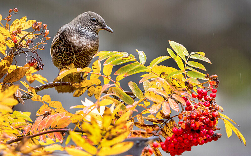 Female Ring Ouzel - Ring Ouzels