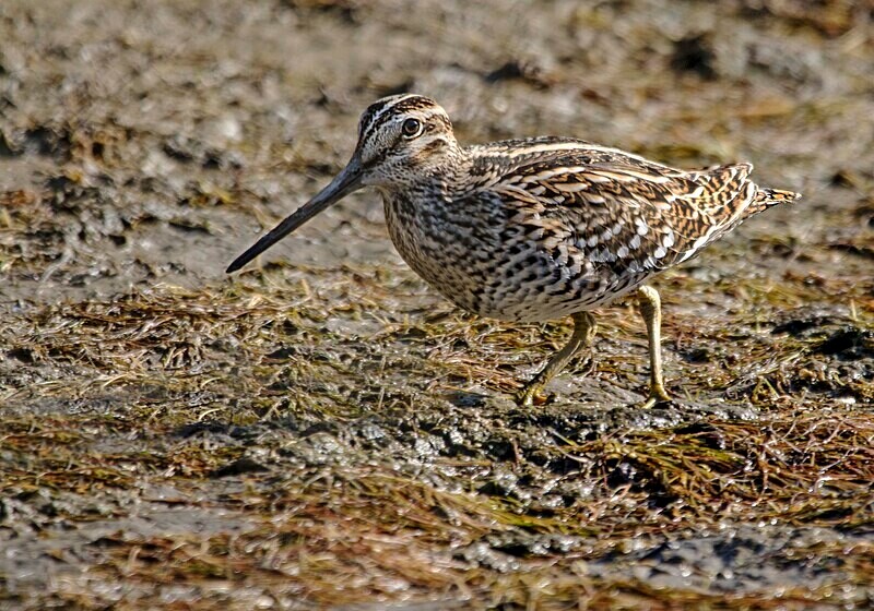 Great Snipe - Lesvos May 2022