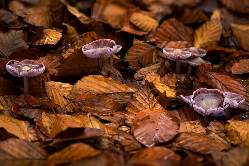 Lilac Bonnet - Caps