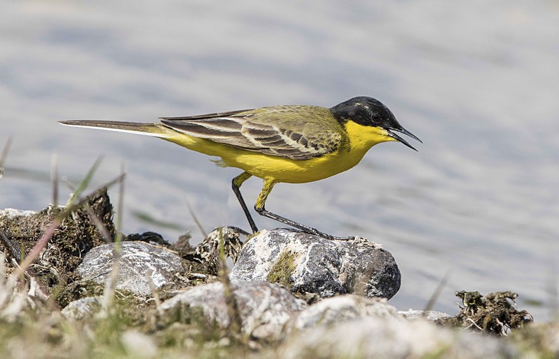 Black Headed Wagtail - Lesvos 2015