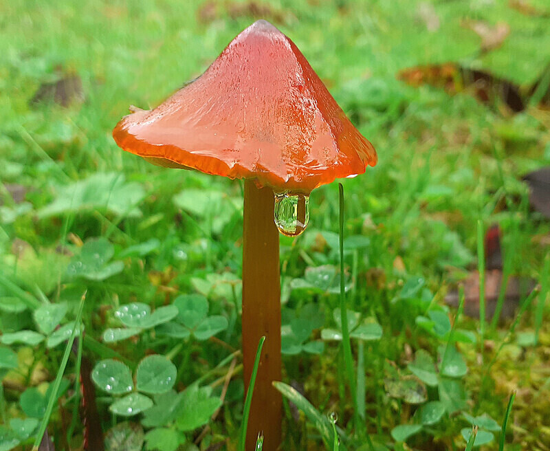 Blackening Waxcap - Waxcaps