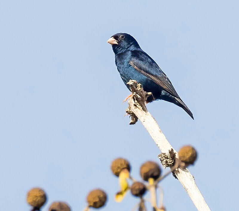 Village Indigo Bird - The Gambia Nov/Dec 2023