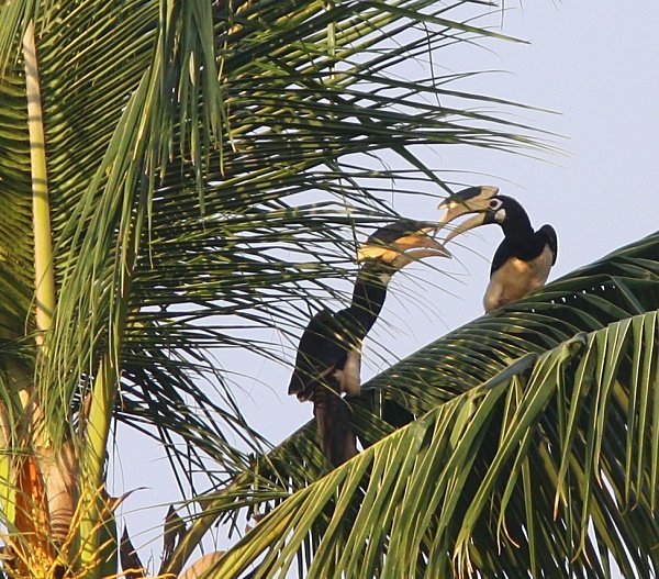 Malabar Pied Hornbills - Indian Birds