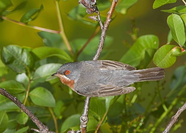 Sub Alpine Warbler - Extremadura, Spain