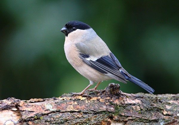 Bullfinch - Finches