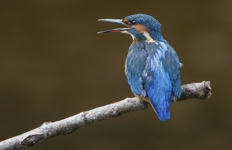 Juv Female Kingfisher - Kingfishers