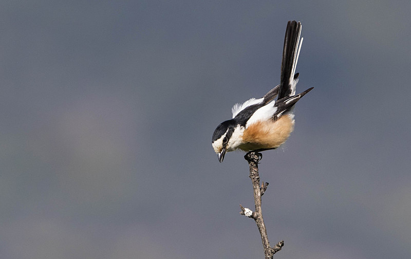 Masked Shrike - Lesvos 2015