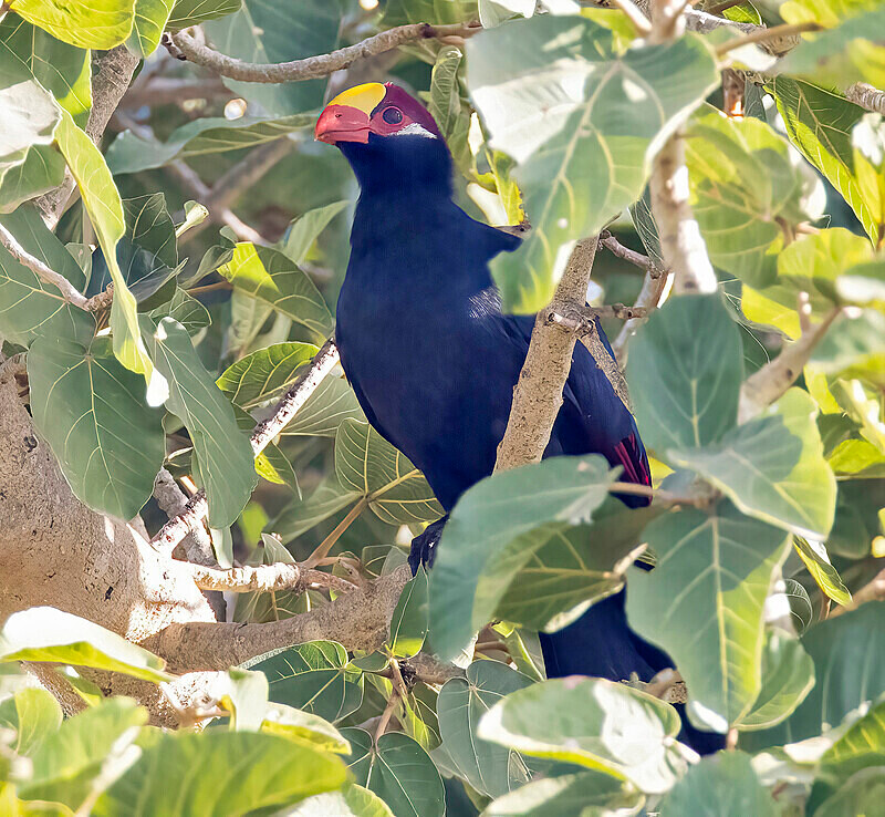 Violet Turaco - The Gambia Nov/Dec 2023