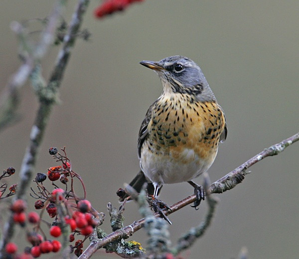 Fieldfare - Thrushes & Ouzels