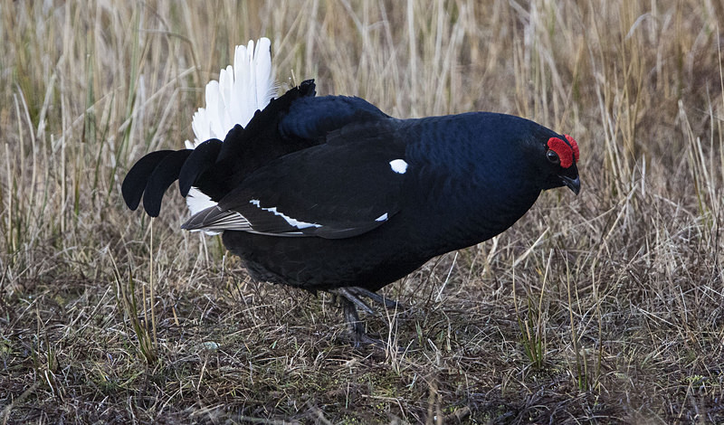 Black Grouse - Black Grouse