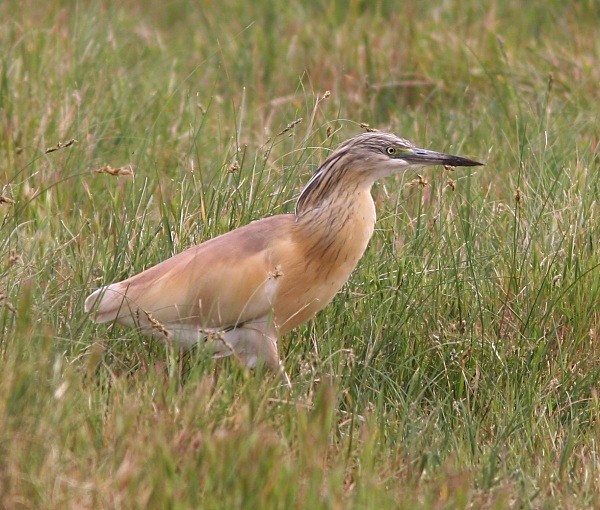 Squacco Heron - Lesvos 2011