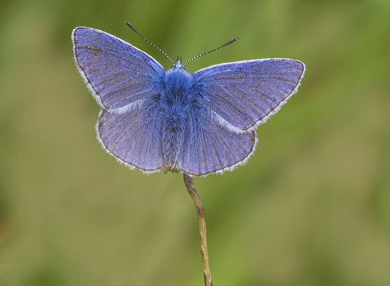 Common Blue - Butterflies