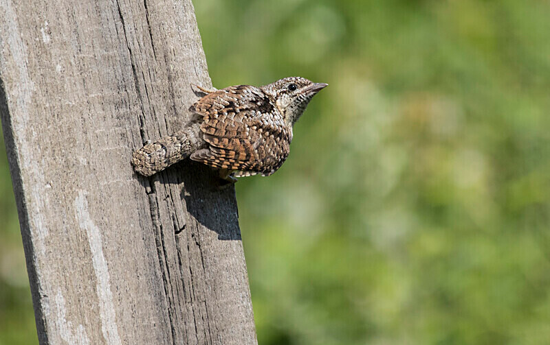Wryneck - Bulgaria and Romania 2019