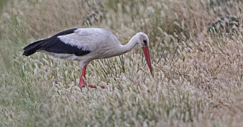 White Stork. - Lesvos, Spring 2017