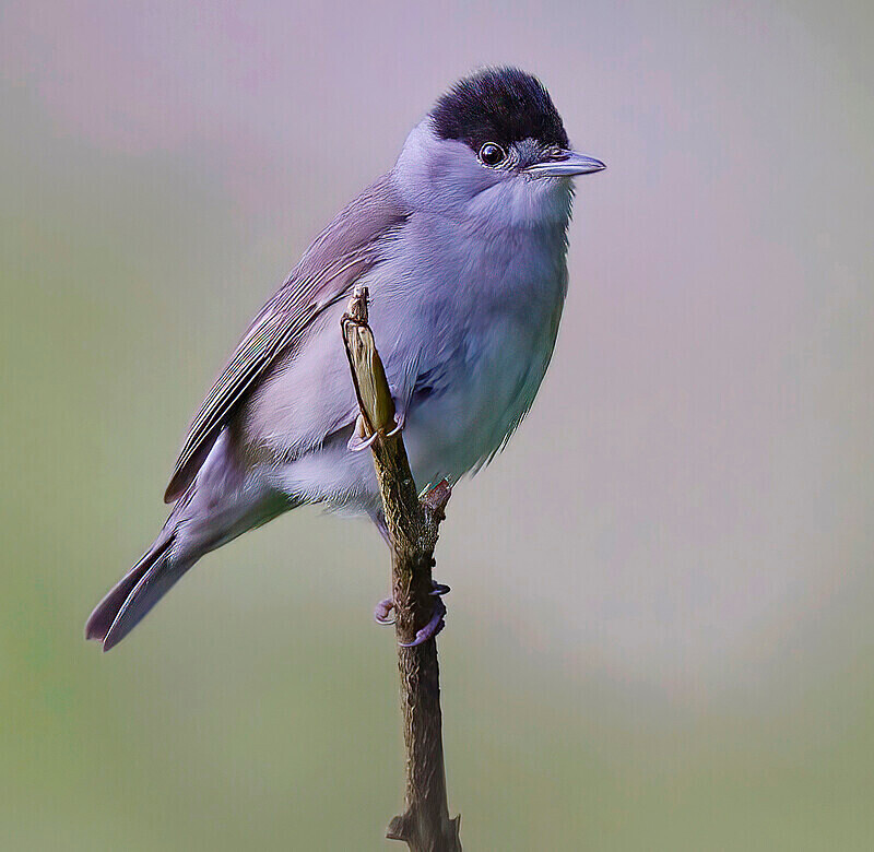 Blackcap - Warblers