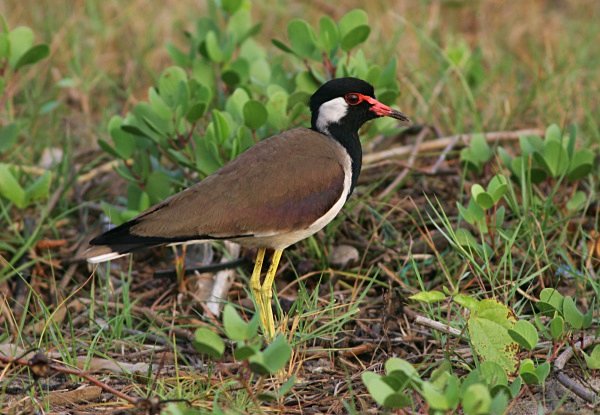 Red Wattled Lapwing - Indian Birds