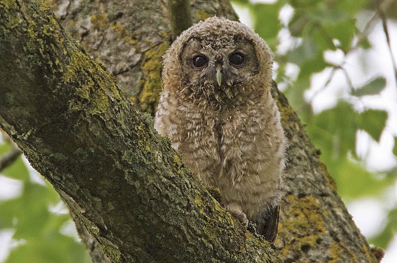 Owlet - Owls, Raptors, Corvids & Doves