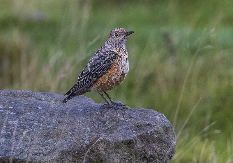Rock Thrush - Rock Thrush.