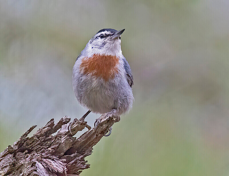 Kruper's Nuthatch. - Lesvos April/May 2023