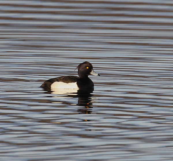 Tufted Duck - Ducks, Grebes, Geese, Swans & Gulls