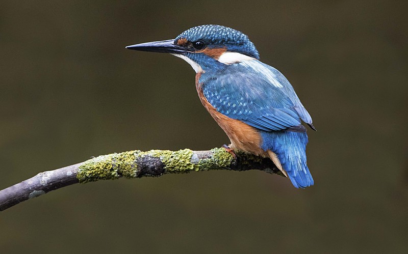 Young Kingfisher - Kingfishers