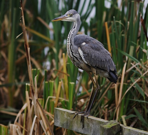 Grey Heron - Norfolk, Autumn 2011
