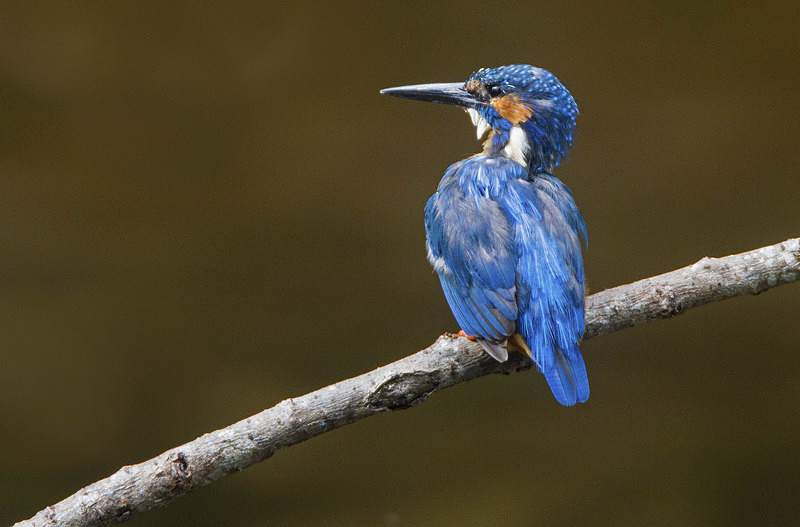 Male Kingfisher - Kingfishers