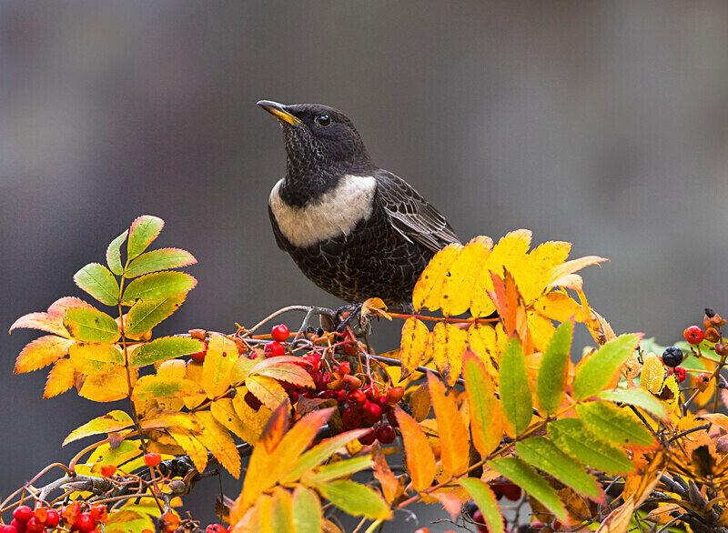 Ring Ouzel - Ring Ouzels