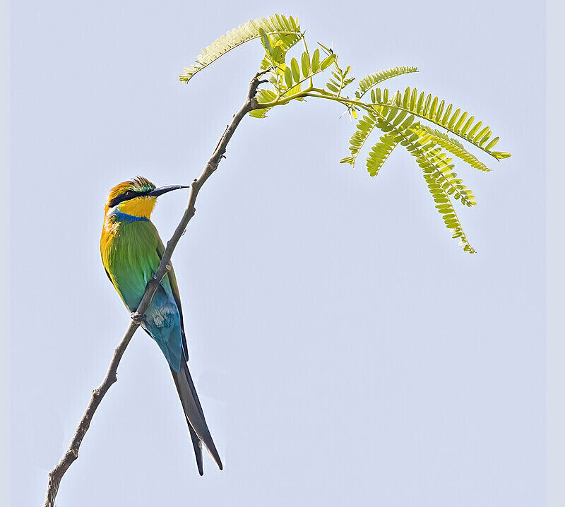 Swallow Tailed Bee Eater - The Gambia Nov/Dec 2023