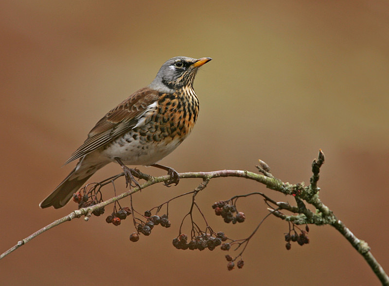 Fieldfare - Selection Box