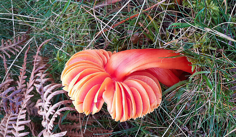 Scarlet / Splendid waxcap - Waxcaps
