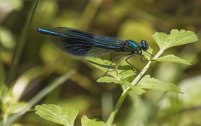 Banded Demoiselle - Dragonflies and Damselflies