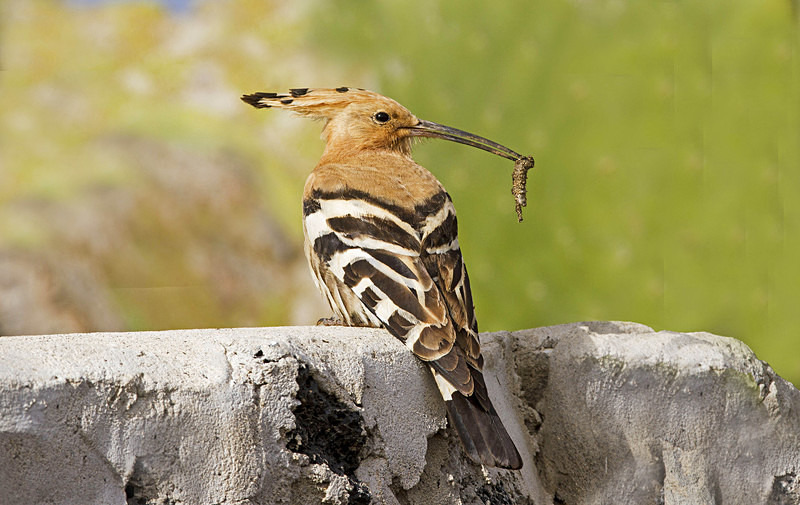 Hoopoe. - Lanzarote