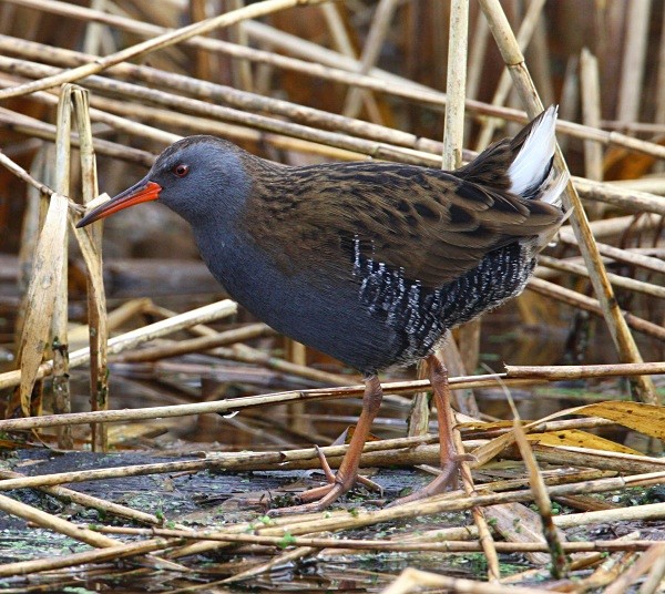 Water Rail - Herons, Egrets, Rails & Divers