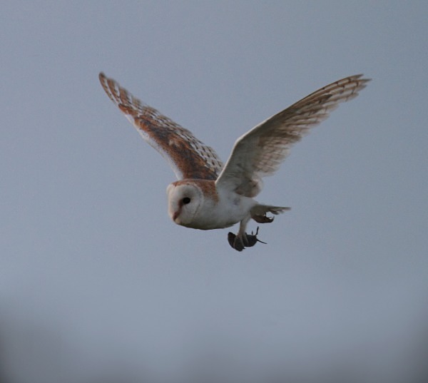 Barn Owl - Norfolk, Autumn 2011