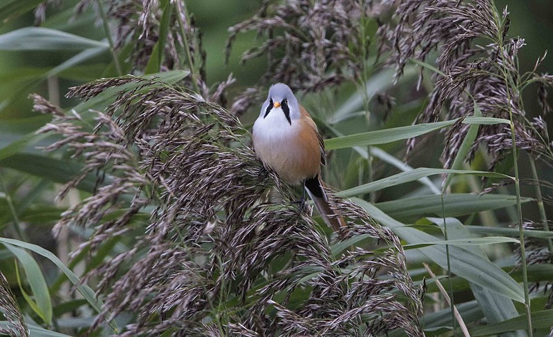 Bearded Tit, Male - Norfolk Autumn 2016