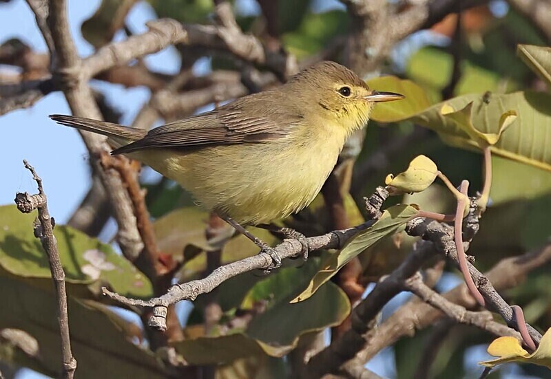 Melodious Warbler - The Gambia Januarry 2026