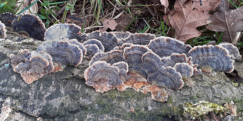 Turkey Tail - Brackets