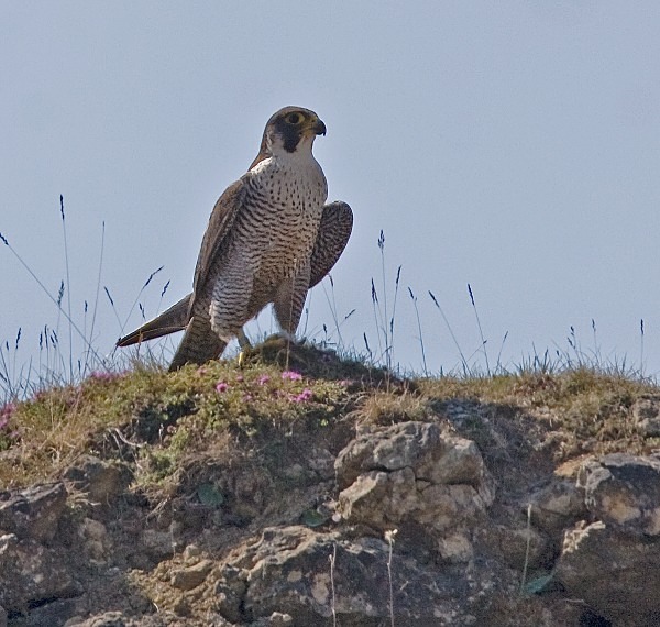 Adult Peregrine - Owls, Raptors, Corvids & Doves
