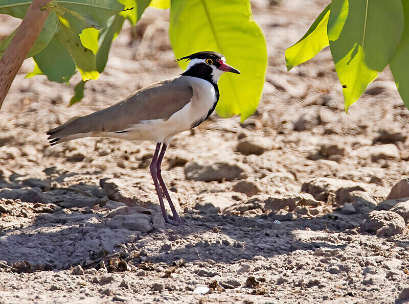 Black Headed Lapwing - The Gambia Nov/Dec 2023