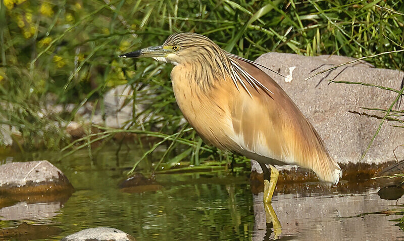 Squacco Heron - Lesvos 2025