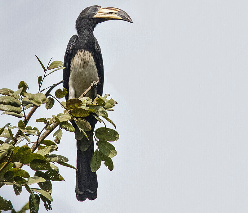 African Pied Hornbill - The Gambia Nov/Dec 2023