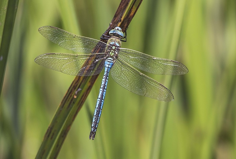 Emperor Dragonfly. - Dragonflies and Damselflies