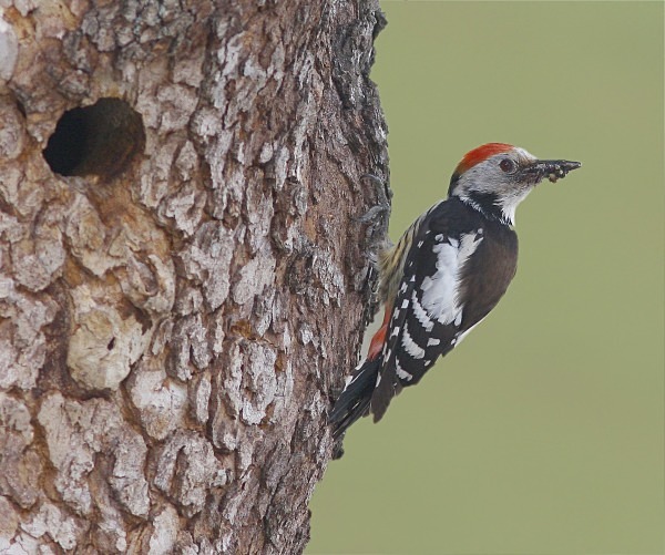 Middle Spotted Woodpecker - Lesvos 2011
