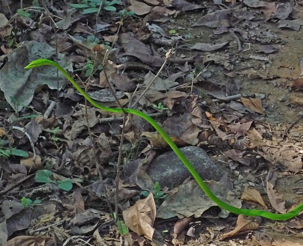 Vine Snake (India) - From around the world