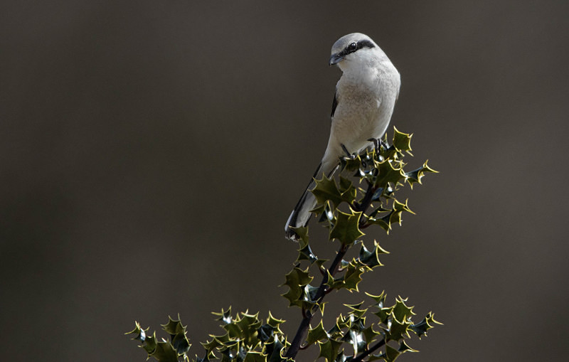 Female Northern Grey Shrike. - Cuckoos, Shrikes & Waxwings