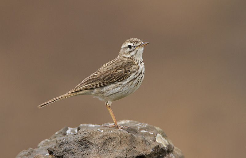 Berthelot's Pipit - Lanzarote