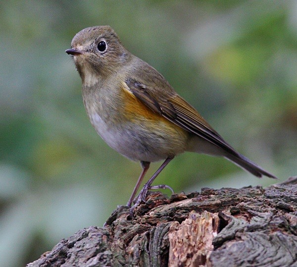  - Red Flanked Bluetail